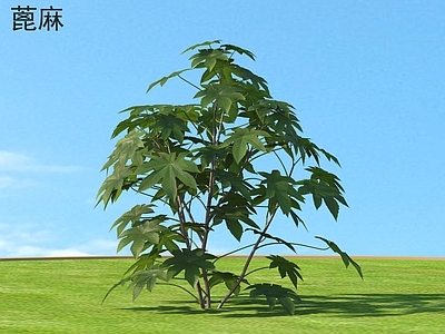 蓖麻 花草灌木 植物类