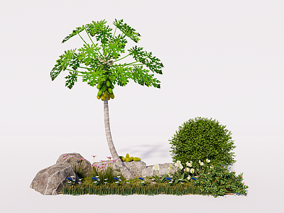 植物组合 庭院花镜 花草花卉 木瓜树 草 葱兰 兰花
