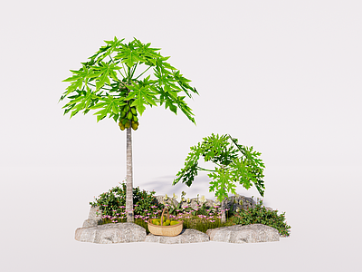 植物组合 木瓜树 庭院花镜 花草花卉