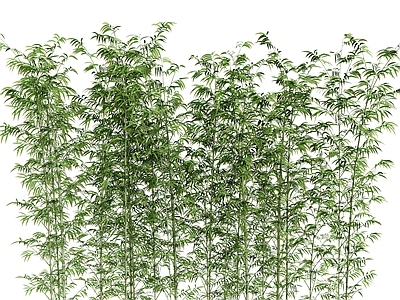 现代植物 柱子 翠竹