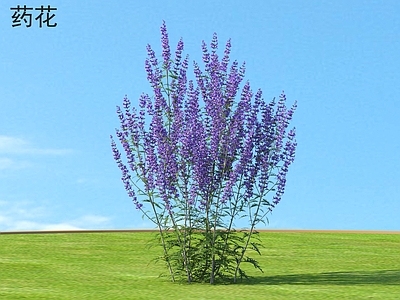 药花 花草灌木 植物类