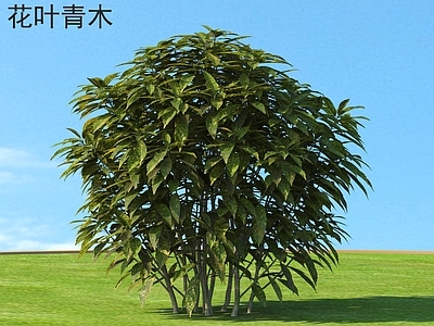 花叶青木 花草灌木 植物类