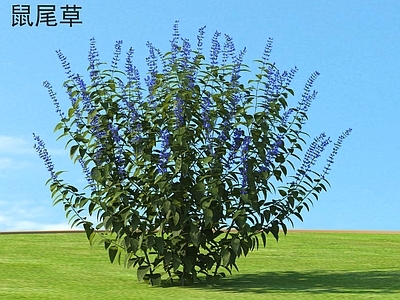 鼠尾草 花草灌木 植物类