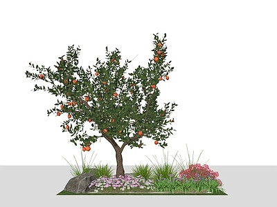 植物组合 石榴树 庭院景观树 波斯菊 鸢尾 苔草 叶子花球 石头