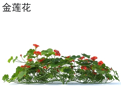 金莲花 花草灌木 植物类