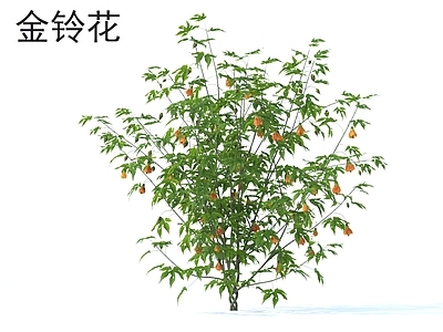 金铃花 花草灌木 植物类