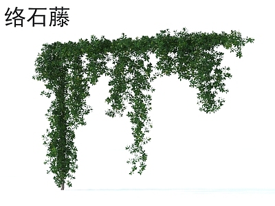 络石藤 花草灌木 植物类