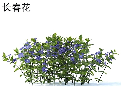 长春花 花草灌木 植物类