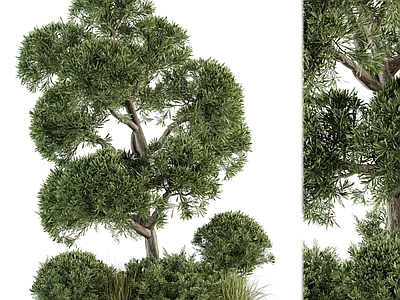 户外景观树木 植物 灌木 植物堆