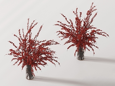 现代植物花瓶