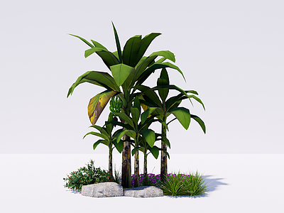 香蕉树 芭蕉树 植物组合