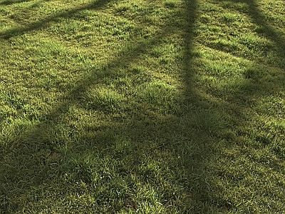 现代草坪 草地 草皮 绿荫草地