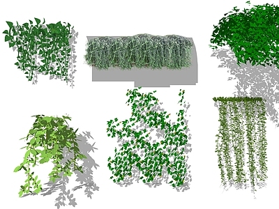 垂直绿化爬藤植物