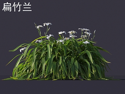 扁竹兰 花草灌木 植物类