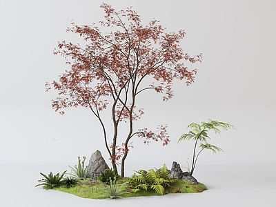 现代红枫景观树 蕨类组合