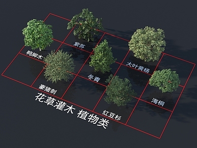 紫苏 鸭脚木 大叶黄杨 冬青 海桐 豪猪刺 红豆杉 灌木花草 植物类