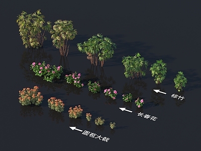 圆苞大戟 长春花 棕竹 植物树