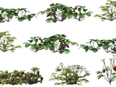 现代草莓水果树灌木植物 草莓灌木水果蔬菜植物 草莓水果植物 庭院水果