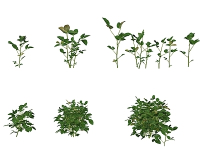 现代大豆黄豆植物农作物蔬菜豆子 黑豆大豆蔬菜植物菜苗植物 黄豆黑豆绿植