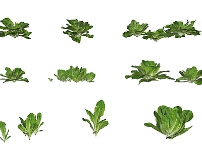 莴苣生菜蔬菜植物菜苗组合 生菜莴苣蔬菜 白菜菜苗野菜 生菜