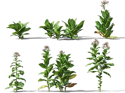 现代烟草草本灌木植物 中药 蔬菜野菜烟叶烤烟组合