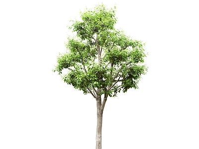 2D绿色植物 树