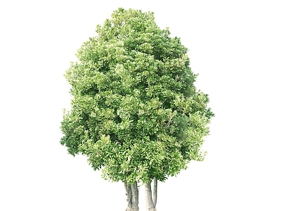 2D绿色植物 大树