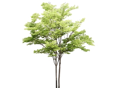 2D绿色植物 大树