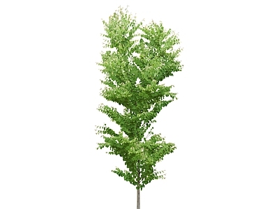 2D植物 高清绿色植物树