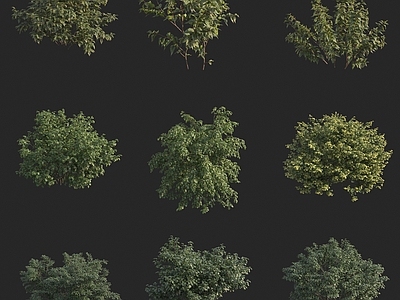 现代灌木 植物