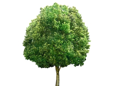 2D绿色植物 大树