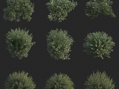 现代灌木 植物