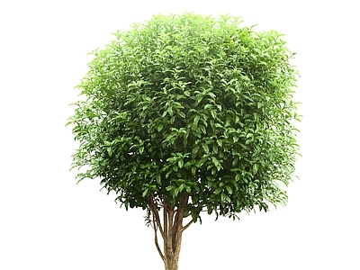 2D植物 高清绿色植物树