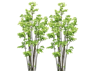 2D植物 高清绿色植物树