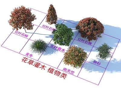 红叶石楠 花叶青木 柳杉 麦冬 南天竺 灌木花草 植物类