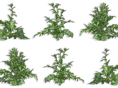 现代菜蓟雅枝竹蔬菜植物 食托菜蓟朝鲜蓟法国百合百合蔬菜苗 野菜蔬菜