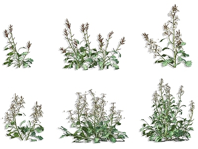 现代芝麻菜草本灌木植物 油菜花蔬菜野菜苗 生菜花草花园火箭 芝麻菜臭菜
