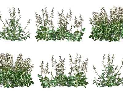 现代芝麻菜草本灌木植物 油菜花蔬菜野菜苗 生菜花草花园火箭 芝麻菜臭菜