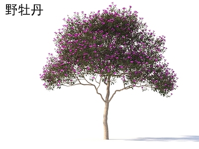 野牡丹 小树木 乔木 植物类