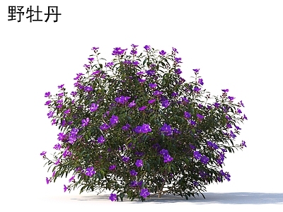 灌木