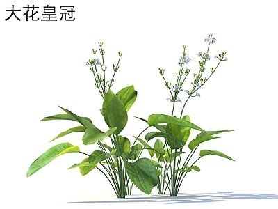 大花皇冠 花草灌木 植物类