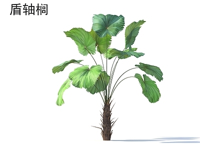 盾轴榈 花草灌木 植物类