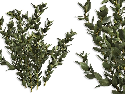 现代变色龙木百合灌木绿植 银叶菊山龙眼科植物灌木 灌木花瓶花植物