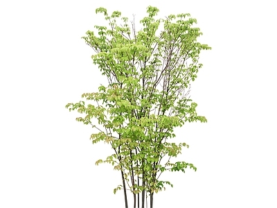 2D绿色植物 灌木