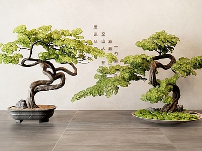 松树盆景 松树 罗汉松 饰品摆件