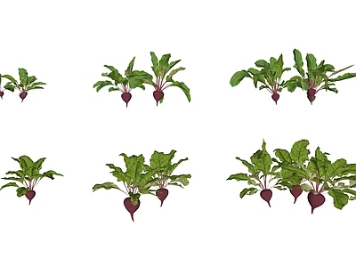植物组合 甜菜慕菜生菜蔬菜 红豆菜蔬菜植物 菜苗野菜灌木 甜根菜私拆蔬菜 甜菜组合