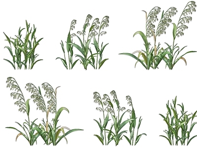 农作物 燕麦农作物植物 燕麦植物农作物 草本植物燕麦 皮燕麦植物苗 水稻