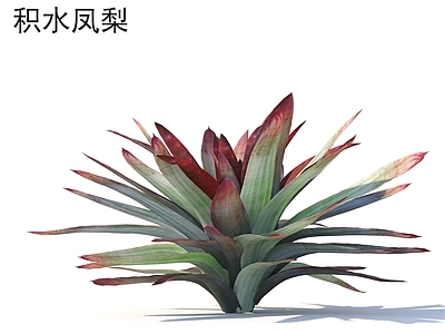 积水凤梨 花草灌木 植物类