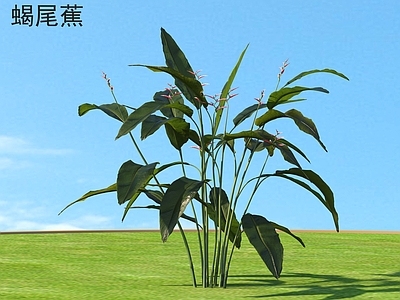 蝎尾蕉 花草灌木 植物类