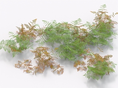 灌木 蕨类植物 花草 灌木丛 植被 低矮植物